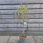 Arónia čerešňolistá (Aronia × prunifolia) ´VIKING´ - výška 90-100 cm, kont. C3L - TOČENÝ KMEŇ